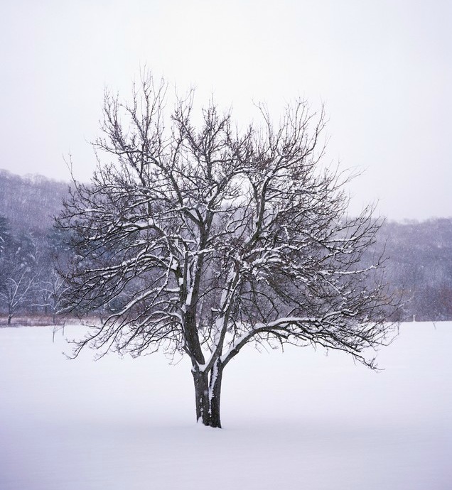 Snow TREE 1